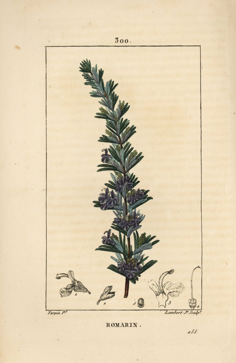 ローズマリー - 花、葉、茎を持つローズマリー（Rosmarinus officinalis）。Chaumeton, Poiret and Chamberet