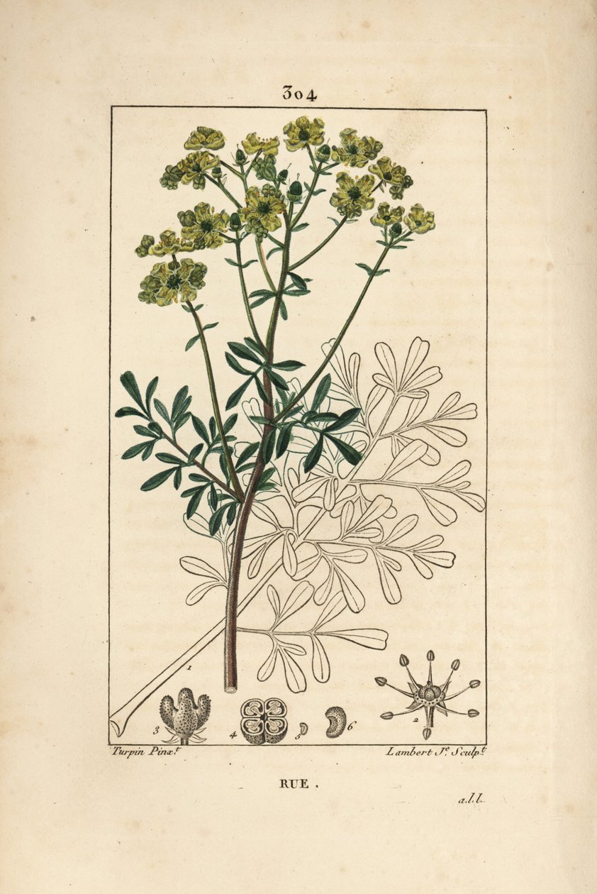 Rue des jardins or Rue fetide - 優雅なハーブ、Ruta graveolensの花、葉、茎、種、輪郭。ピエール・ジャン・フランソワ・テュルパンがショーメトン、ポワレ、シャムに描いた絵をもとに、ランベール・ジュニアが手彩色のスティプル銅版画を制作。 作： ピエールジャンフランソワターピン