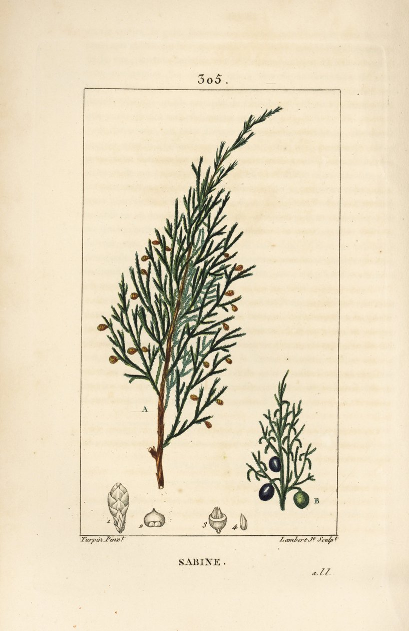 サビーン・ジュニパー（Juniperus sabina）、実、葉、茎、種付き。Chaumeton, Poiret and Chamberetの "La Flore Medicale"、Paris, PanckouckeよりPierre Jean-Francois Turpinが描いたものをLambert Juniorが手彩色のスティプル銅版画にしたもの。 作： ピエールジャンフランソワターピン