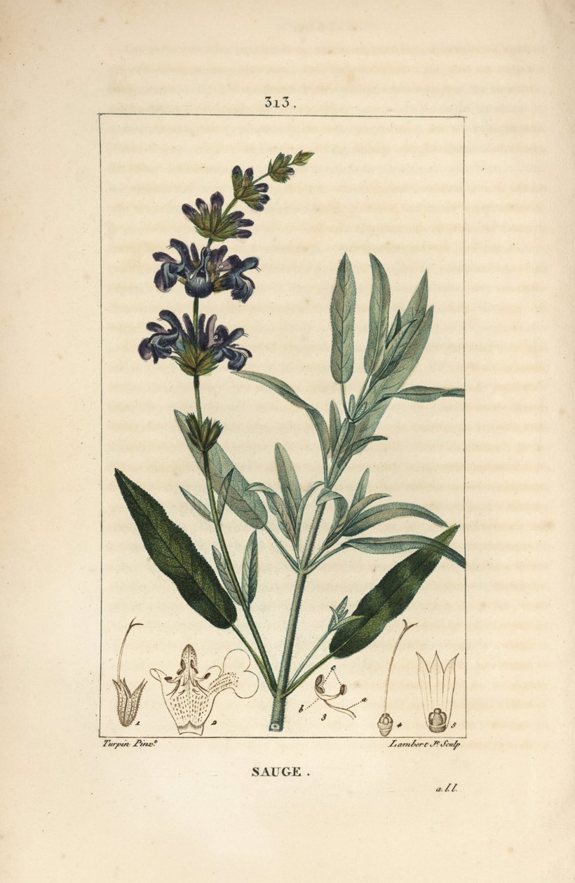 Sage officinale - 花、葉、茎、種を持つコモンセージ（Salvia officinalis）。Chaumeton, Poiret and Chamberetの "La Flore Medicale "からPierre Jean-Francois Turpinが描いたものをLambert Juniorが手彩色のスティプル銅版画にしたもの。 作： ピエールジャンフランソワターピン