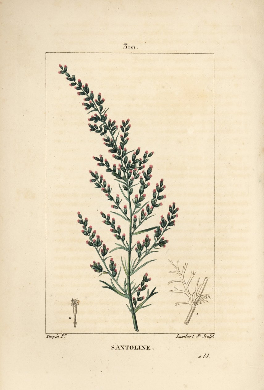 Sagebrush variete - Wormseed or Tatarian southernwood, Artemisia santonicum.Chaumeton, Poiret and Chamberetの "La Flore Medicale, Paris, Pa "に掲載されているPierre Jean-Francois Turpinの絵をもとにLambert Juniorが描いた手彩色のスティップル銅版画。 作： ピエールジャンフランソワターピン