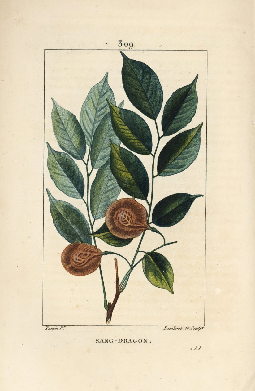 Drachenblutbaum, Pterocarpus officinalis, mit Blatt, Frucht und Samen von Pierre Jean Francois Turpin