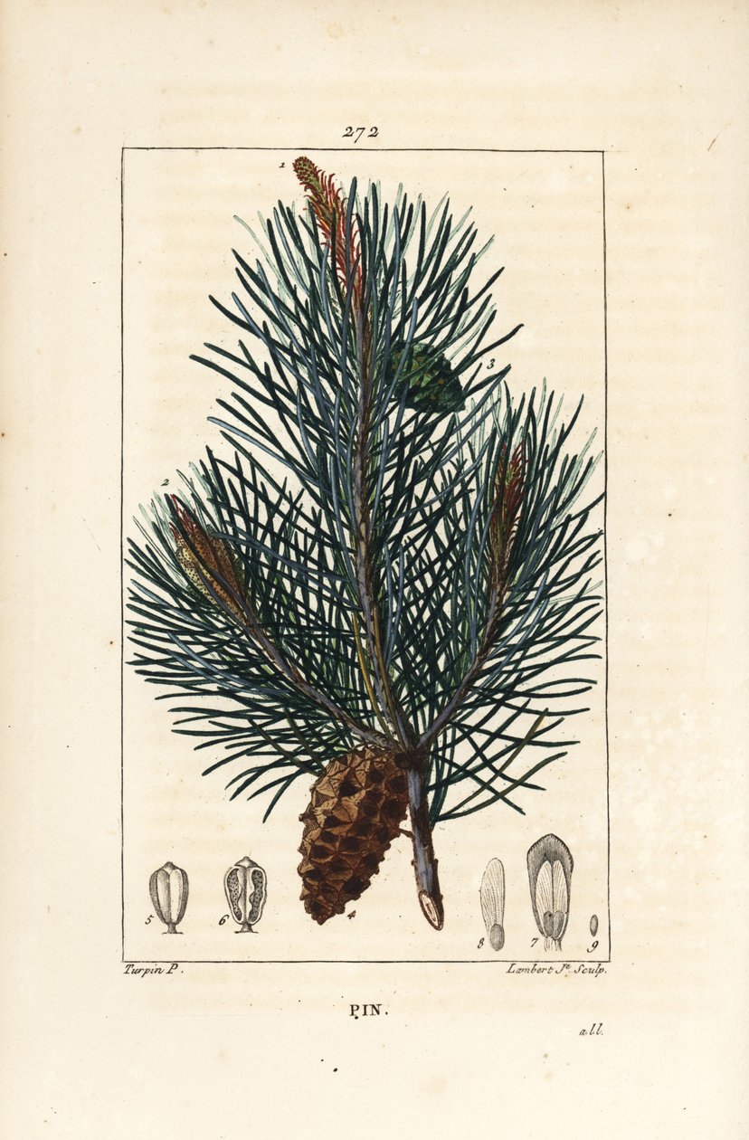 松 - 枝、針、松ぼっくりを持つ野生の松（Pinus sylvestris）。Chaumeton, Poiret and Chamberetの「La Flore M」に掲載されたPierre Jean-Francois Turpinの絵をもとにLambert Juniorが描いた手彩色のスティプル銅版画。 作： ピエールジャンフランソワターピン