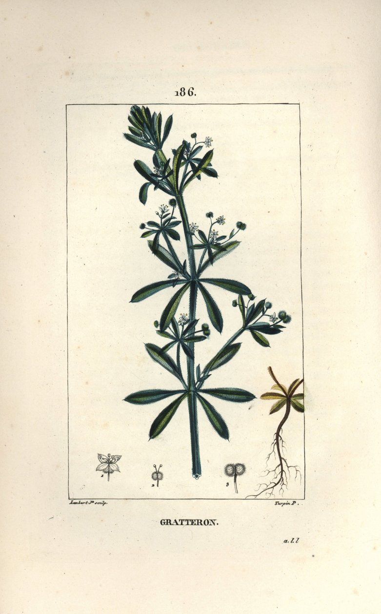 Scratteron or rieble, grateron, tongue scratch, gaille - ガチョウの草、Galium aparine。Chaumeton, Poiret and Chamberetの "La Flore Medicale "に掲載されたPierre Jean-Francois Turpinの絵をもとにLambert Juniorが描いた手彩色のスティプル銅版画。 作： ピエールジャンフランソワターピン