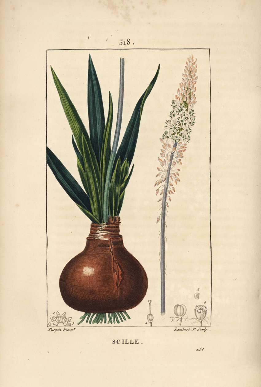 球根、葉、茎、花を持つウミイカ（Drimia maritima）。Chaumeton, Poiret and Chamberetの "La Flore Medicale", Paris, Panckouckeに掲載されたPierre Jean-Francois Turpinの絵をもとにLambert Juniorが描いた手彩色のスティプル銅版画。 作： ピエールジャンフランソワターピン