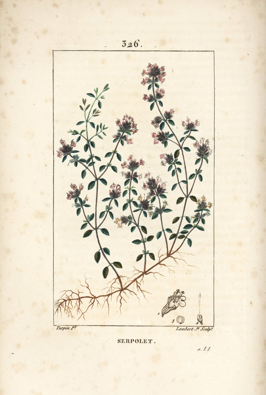 花、葉、茎、根を持つ、クリーピングタイム（野生のタイム）Thymus serpyllum。Chaumeton, Poiret and Chamberet」に掲載されているPierre Jean-Francois Turpinの絵をもとに、Lambert Juniorが手彩色のスティプル銅版画を制作。 作： ピエールジャンフランソワターピン