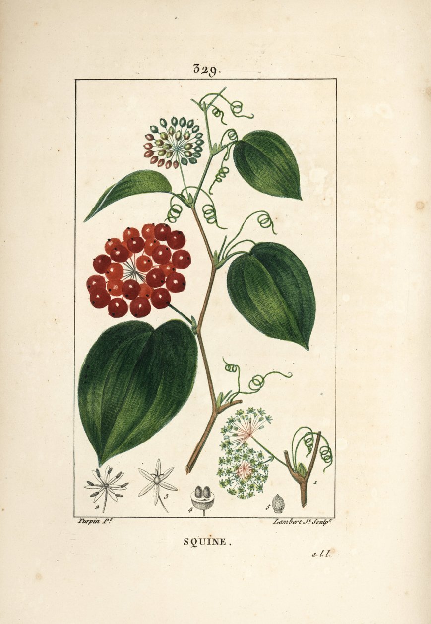 Smilax Variety - Smilax china, with flower, tendril, leaf, and fruit.Chaumeton, Poiret and Chamberetの "La Flore Medicale "からPierre Jean-Francois Turpinが描いたものをLambert Juniorが手彩色のスティプル銅版画で表現。 作： ピエールジャンフランソワターピン