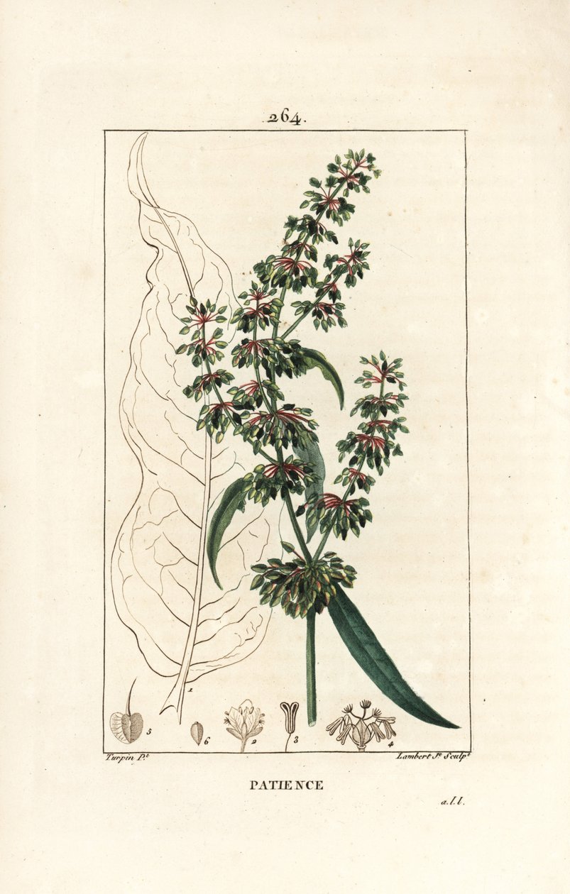 Spinard sorrel ou patience des moines - Patience dock, Rumex patientia, with flower, stalk, leaves, seed and leaf outline.ピエール・ジャン・フランソワ・テュルパンが描いた絵をもとに、ランベール・ジュニアが手彩色のスティプル銅版画を描いたもので、「ショーメトン、ポワレと」より 作： ピエールジャンフランソワターピン
