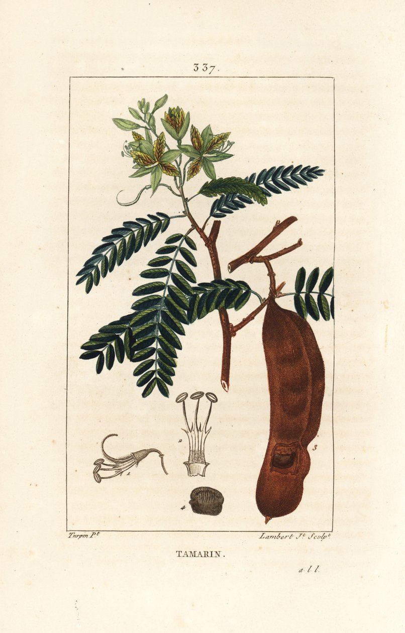 タマリンド - タマリンド（Tamarindus indica）の花、葉、種ポッドの形をしたもの。Chaumeton, Poiret and Chamberet