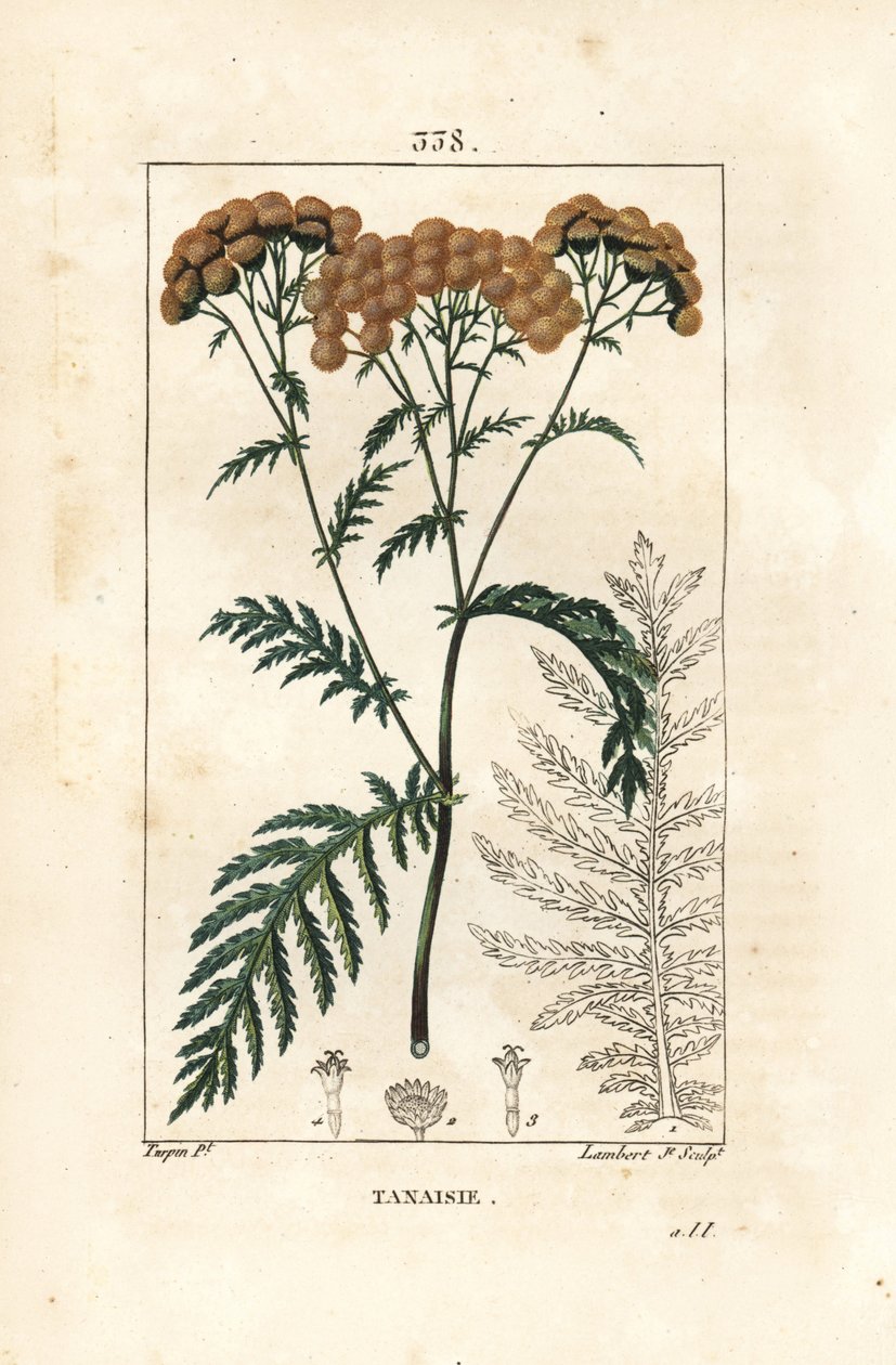 Tansy - タンジー（Tanacetum vulgare）。Chaumeton, Poiret and Chamberet