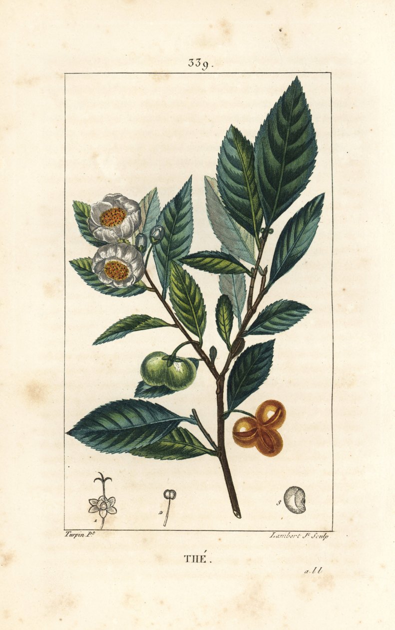 茶（Camellia sinensis）の葉、実、花の図。Chaumeton, Poiret and Chamberetの "La Flore Medicale, Paris, Panckoucke "に掲載されたPierre Jean-Francois Turpinの絵をもとにLambert Juniorが描いた手彩色のスティプル銅版画。 作： ピエールジャンフランソワターピン