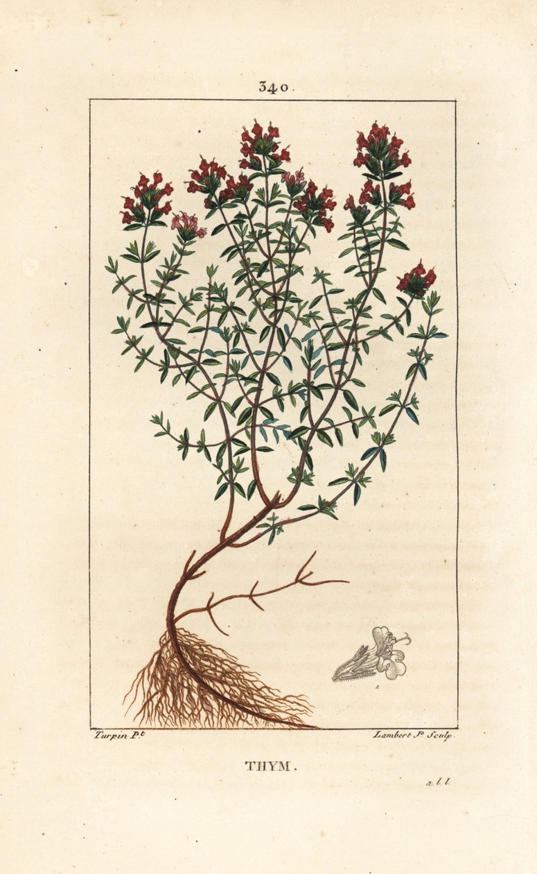 タイム（Thymus vulgaris）、花、葉、茎、根を示す。Chaumeton, Poiret and Chamberetの "La Flore Medicale", Paris, Panckouckeに掲載されたPierre Jean-Francois Turpinの絵からLambert Juniorが描いた手彩色のスティプル銅版画。 作： ピエールジャンフランソワターピン