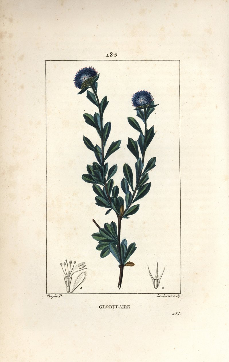 globularの変種 - 三つ葉のグロビュラリア、Globularia fruticosa。Chaumeton, Poiret and Chamberet