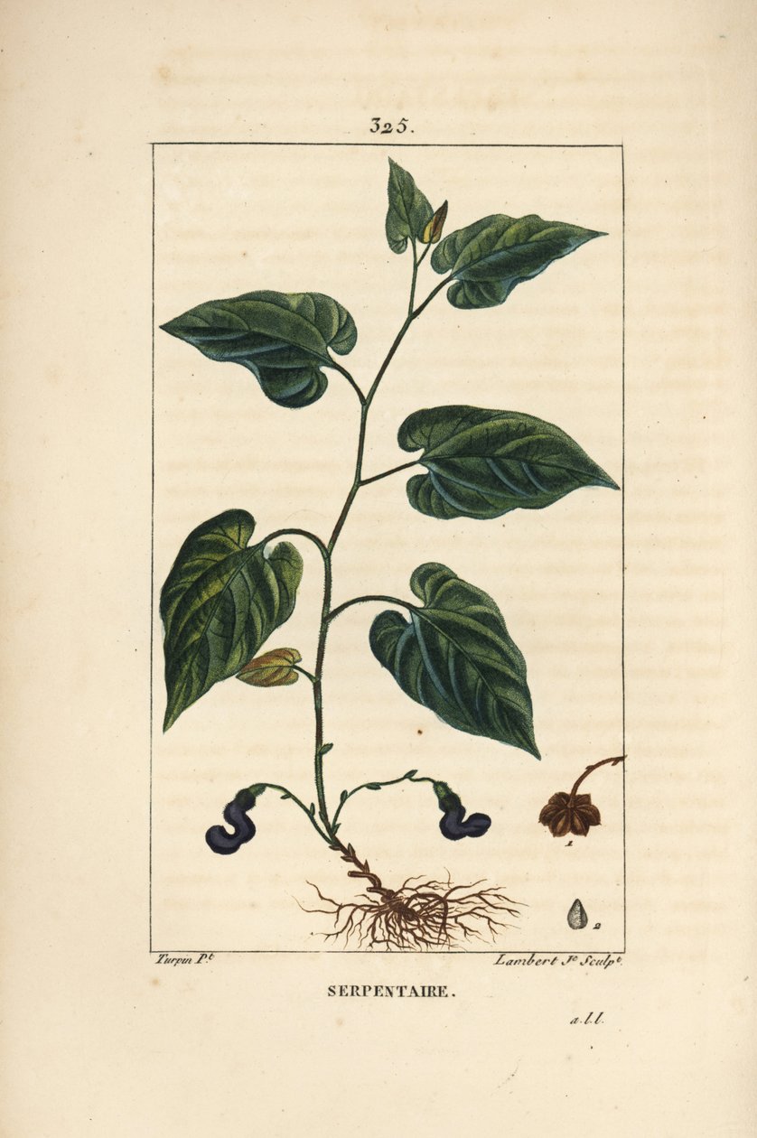 バージニア・スネークルート - 花、葉、茎、種、根を持つバージニア・スネークルート（Aristolochia serpentaria）。Chaumeton, Poiret and Chamberet の "... "に掲載されているPierre Jean-Francois Turpinの絵をもとにLambert Juniorが描いた手彩色のスティプル銅版画。 作： ピエールジャンフランソワターピン