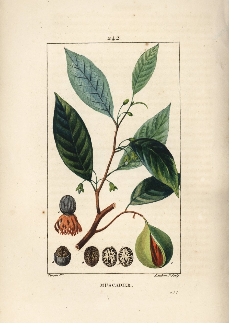 Vomic nuts - Nutmeg and mace, Myristica moschata, leaf, seed and fruit.Chaumeton, Poiret and Chamberetの "La Flore Medicale", Paris, Panckouに掲載されたPierre Jean-Francois Turpinの絵をもとにLambert Juniorが描いた手彩色のスティプル銅版画。 作： ピエールジャンフランソワターピン