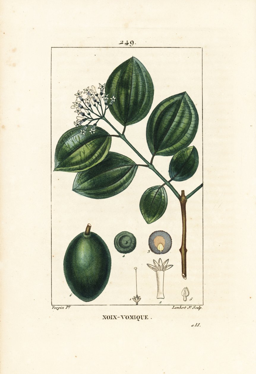 Vomiker - Strychnine tree or poison nut, Strychnos nux-vomica, with fruit, seed, leaf and flower.Chaumeton, Poiret and Chamberetの "La Flore "からPierre Jean-Francois Turpinが描いたものをLambert Juniorが手彩色のスティプル銅版画にしたもの。 作： ピエールジャンフランソワターピン