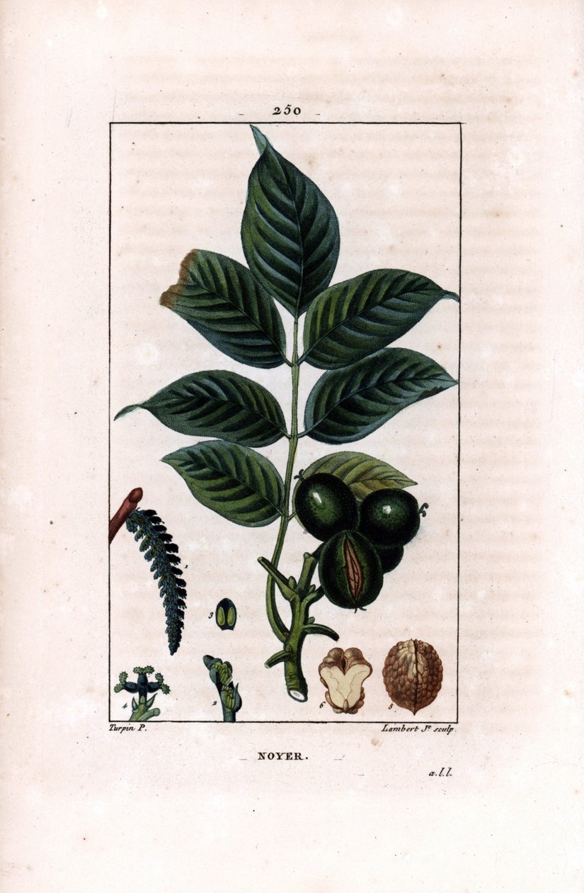 クルミの枝と木の実 - クルミの木（Juglans regia）の枝、葉、熟した果実、殻付きおよび断面の木の実。Chaumeton, Poiret et Chamber』に掲載されたピエール・ジャン＝フランソワ・テュルパンの図版をもとに、ランベール・ジュニアが手彩色のスティプル銅版画を制作。 作： ピエールジャンフランソワターピン