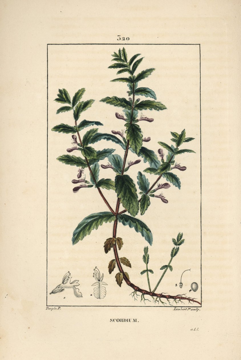 花、葉、茎、根を示したミズニラ（Teucrium scordium）。Chaumeton, Poiret and Chamberetの「La Flore Medi」に掲載されたPierre Jean-Francois Turpinの絵をもとにLambert Juniorが描いた手彩色のスティプル銅版画。 作： ピエールジャンフランソワターピン