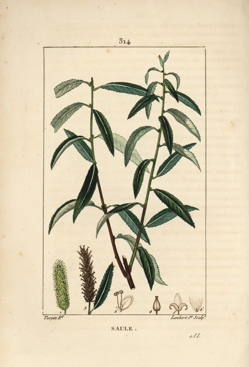 白または銀のヤナギ、白い籐 - 白ヤナギ（Salix alba）の葉、花、雄と雌のカタクリ、果実と種。ピエール・ジャン・フランソワ・トルパンがポイのショーメトンで描いた絵をもとに、ランバート・ジュニアが手彩色のスティプル銅版画を制作。 作： ピエールジャンフランソワターピン