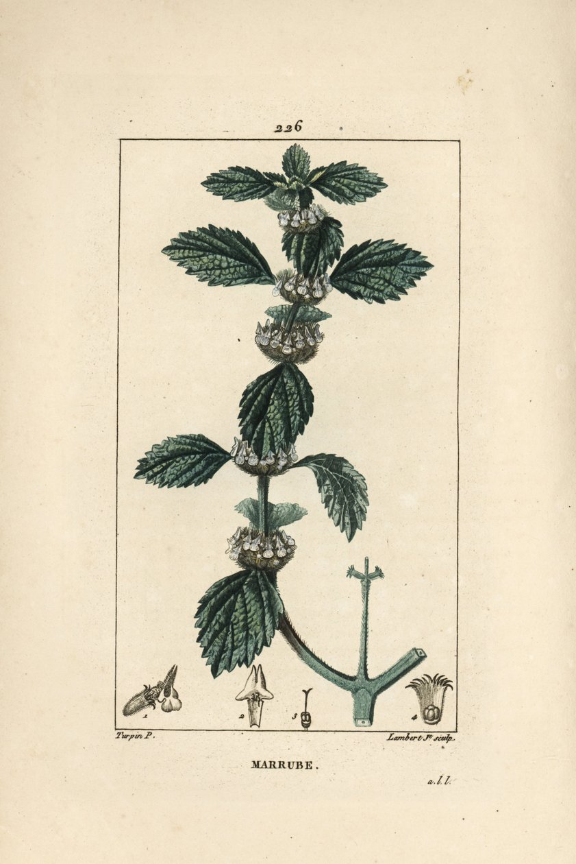 白または一般的なマールベ - 一般的なホアハウンド、Marrubium vulgare。Chaumeton, Poiret and Chamberet