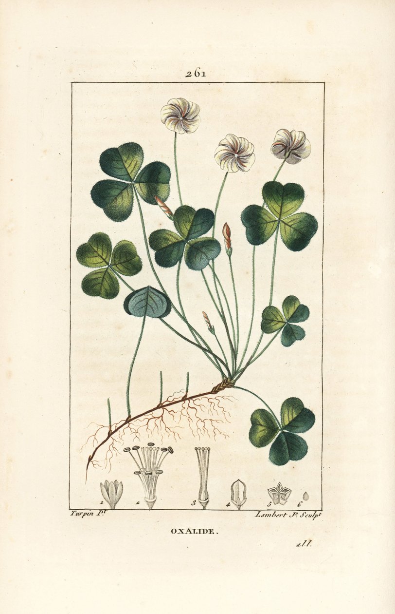 木スイバ（Oxalide (oxalis) des bois） - 木スイバ（Oxalis acetosella）、花、葉、茎、種、根。ピエール・ジャン・フランソワ・テュルパンが描いた絵をランベール・ジュニアが手彩色のスティプル銅版画にしたもので、Chaumeton, Poiret and Chambereより 作： ピエールジャンフランソワターピン