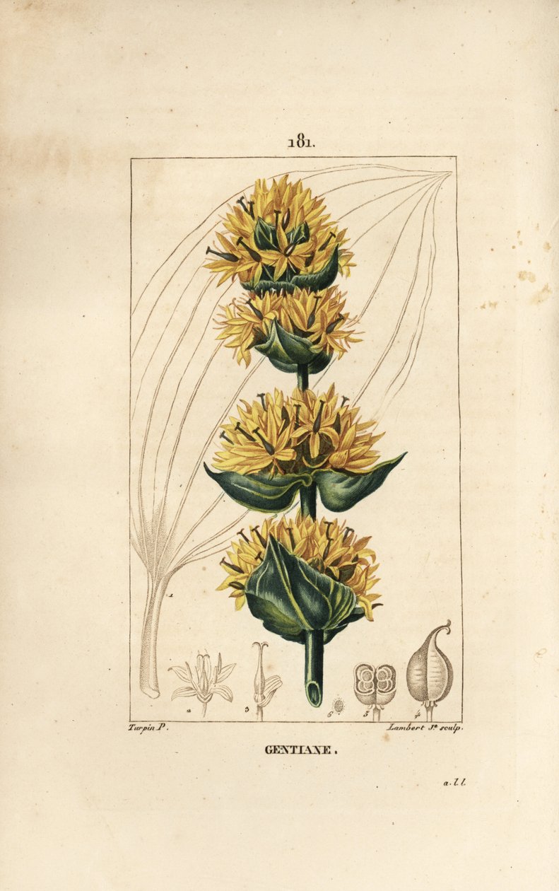 イエローリンドウまたはグレートリンドウ - Gentian, Gentiana lutea.Chaumeton, Poiret and Chamberetの "La Flore Medicale, Paris, Panckoucke "に掲載されたPierre Jean-Francois Turpinの図からLambert Juniorが描いた手彩色のスティップル銅版画。 作： ピエールジャンフランソワターピン