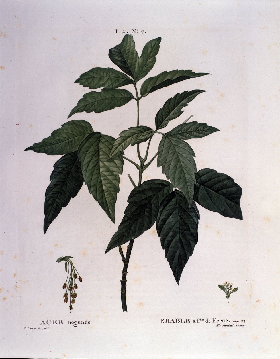 ボタニカル。楓の枝。ピエール・ジョセフ・ルドゥーテ（1759-1840）の水彩画「ヌーヴォー・デュアメル・デュ・モンソー、またはフランスで栽培されている樹木と灌木」より抜粋（1819年 作： ピエールジョセフ（後）ラルドゥート