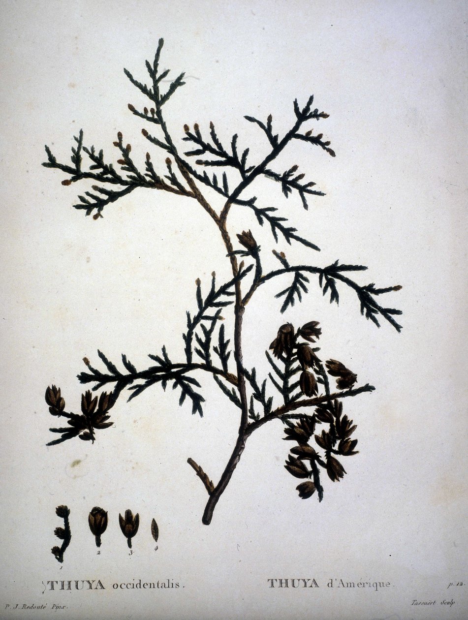 Thuja occidentalis or American Thuja - "Nouveau Duhamel du Monceau ou traité des arbres et shrustes que le culture en France "の中で、P.J.RedouteとP.Bessaが描いた絵に沿った数字。 作： ピエールジョセフ（後）ラルドゥート