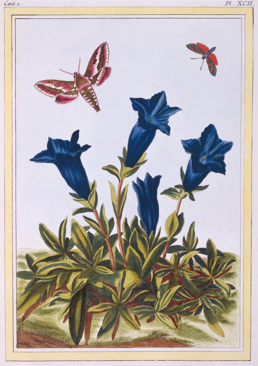 ブルー リンドウ トランペットの花、パブ。 1776年。 作： ピエールジョセフブチョス