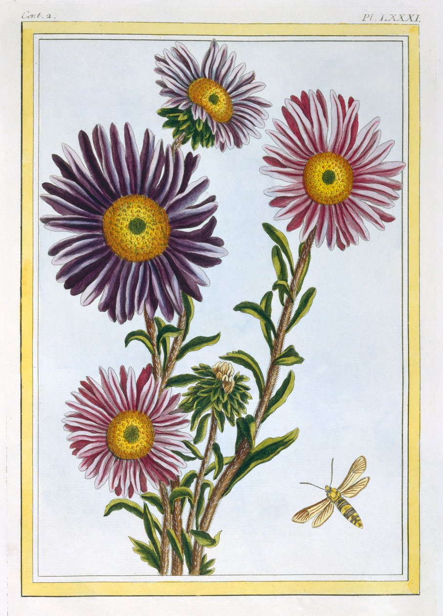 La Reine Marguerite Aster、パブ。 1776年。 作： ピエールジョセフブチョス