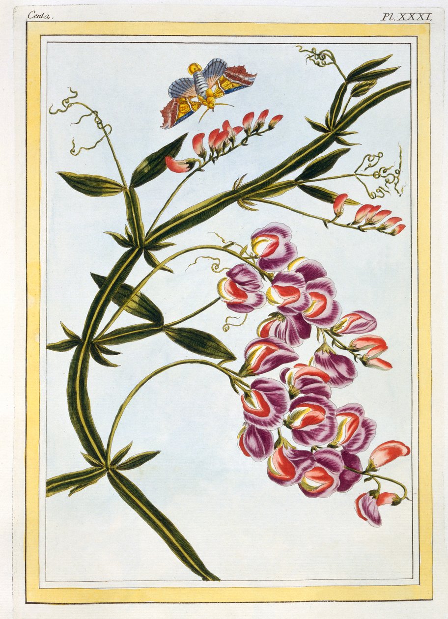 Le Grand Lathyre Everlasting Sweet Pea、パブ。 1776年。 作： ピエールジョセフブチョス