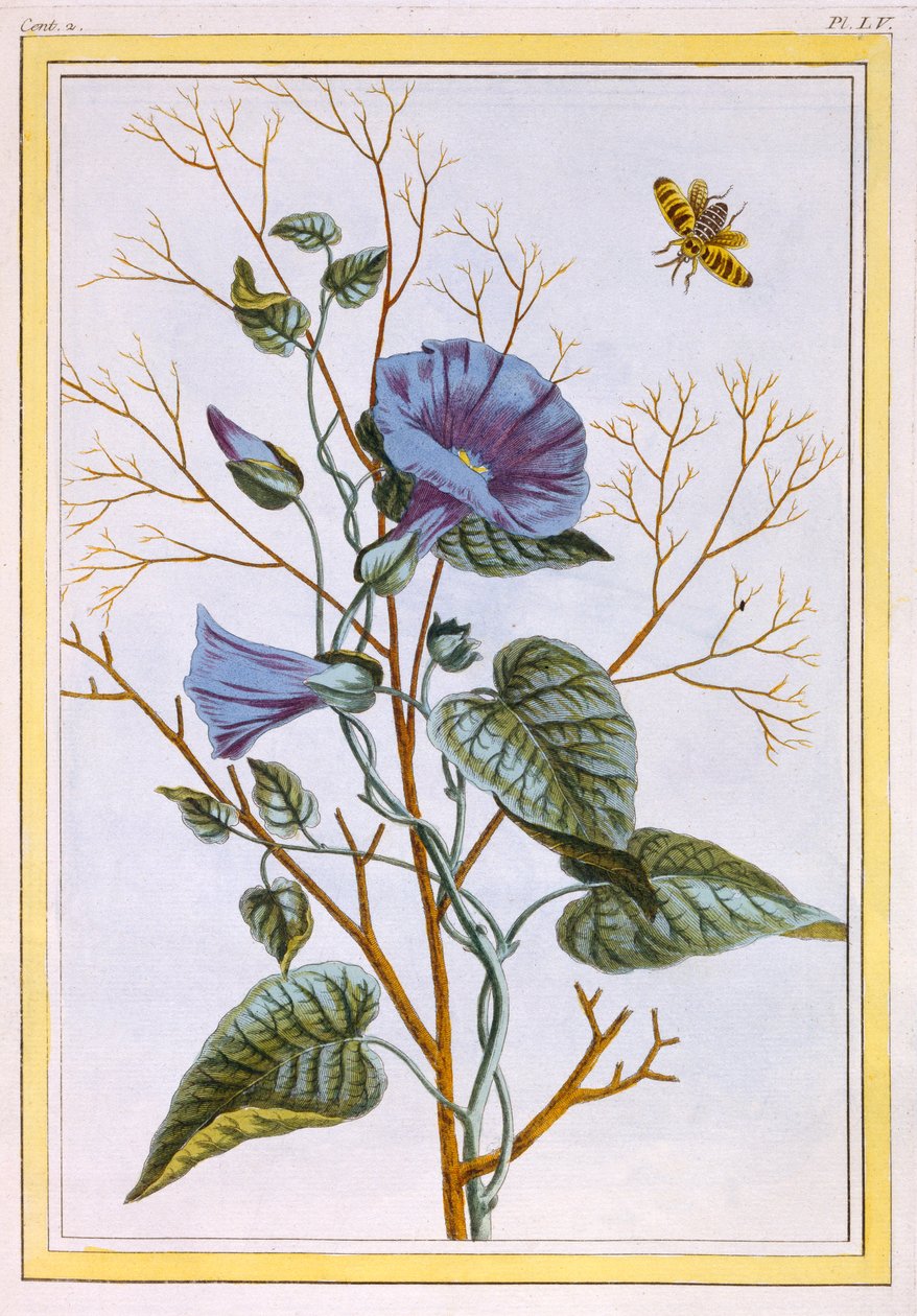 The Great Purple Bindweed Convolvulus、パブ。 1776年。 作： ピエールジョセフブチョス