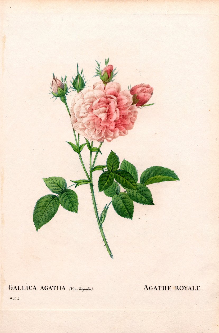 アガテ・ロワイヤルローズ（ロサ・ガリカ種）。ピエール・ジョセフ・ルドゥーテの『Les Roses』（パリ）に掲載された手彩色のスティプル銅版画 作： ピエール・ジョゼフ・ルドゥーテ
