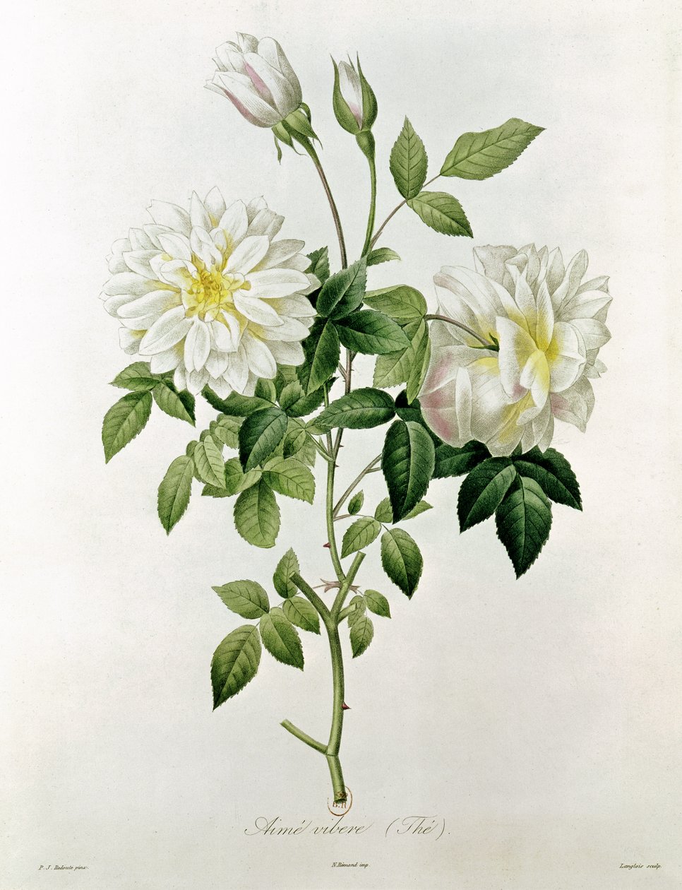 エスタッシュイアサントラングロワ（1777-1837）によって刻まれたエイムビベール（茶） 作： ピエール・ジョゼフ・ルドゥーテ