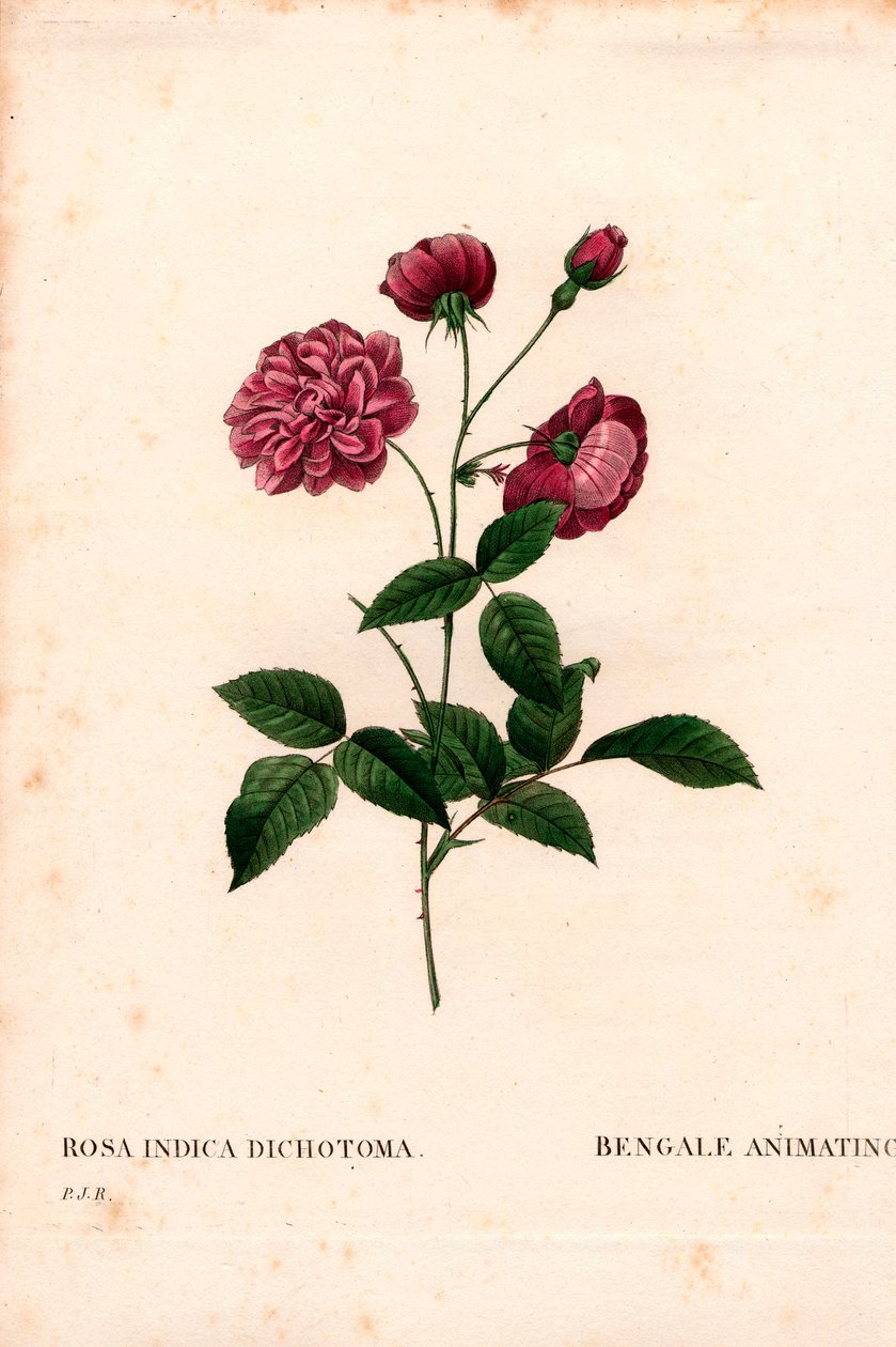 アニメーティング・チャイナローズ（Rosa chinensis hybrid）、ベンガル・アニメーティング（The Bengal animating）。ピエール・ジョセフ・ルドゥーテの「Les Roses」（パリ）より、手彩色のスティプル銅版画 作： ピエール・ジョゼフ・ルドゥーテ