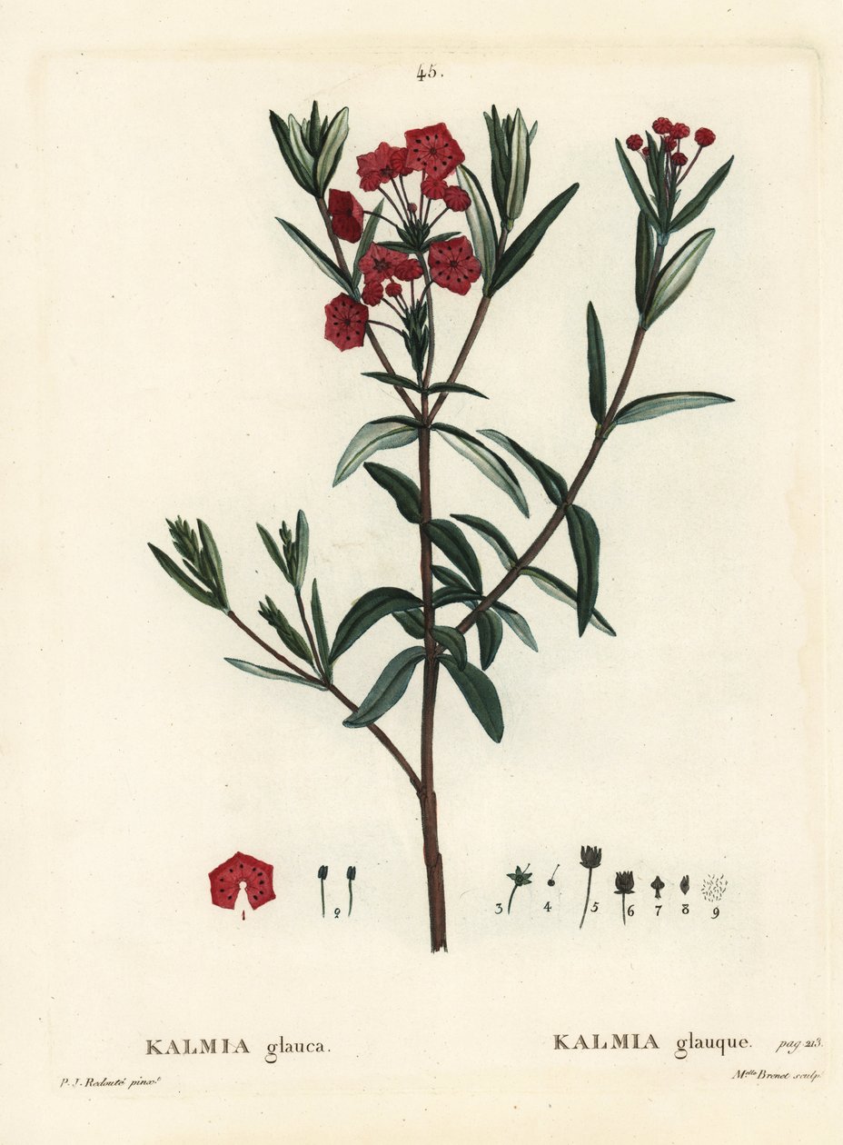 沼の月桂樹、Kalmia polifolia（Kalmia glauca）。パリで出版されたHenri Louis Duhamel du Moncelの『Treat des Arbres et Shrustes』に掲載されたPierre-Joseph Redouteのイラストをもとに、Miss Brenetが手彩色で描いたスティップル・エングレーヴィング。 作： ピエール・ジョゼフ・ルドゥーテ