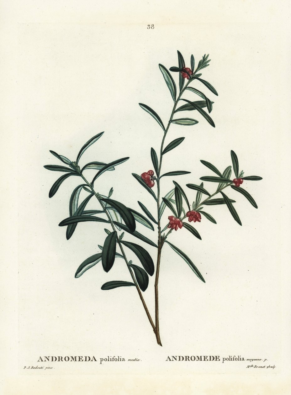 ボッグローズマリー（Andromeda polifolia）。パリのHenri Louis Duhamel du Monceauの『Treat des Arbres et Shrustes』に掲載されたPierre-Joseph Redouteのイラストをもとにした手彩色のスティプル・エングレーヴィング。 作： ピエール・ジョゼフ・ルドゥーテ