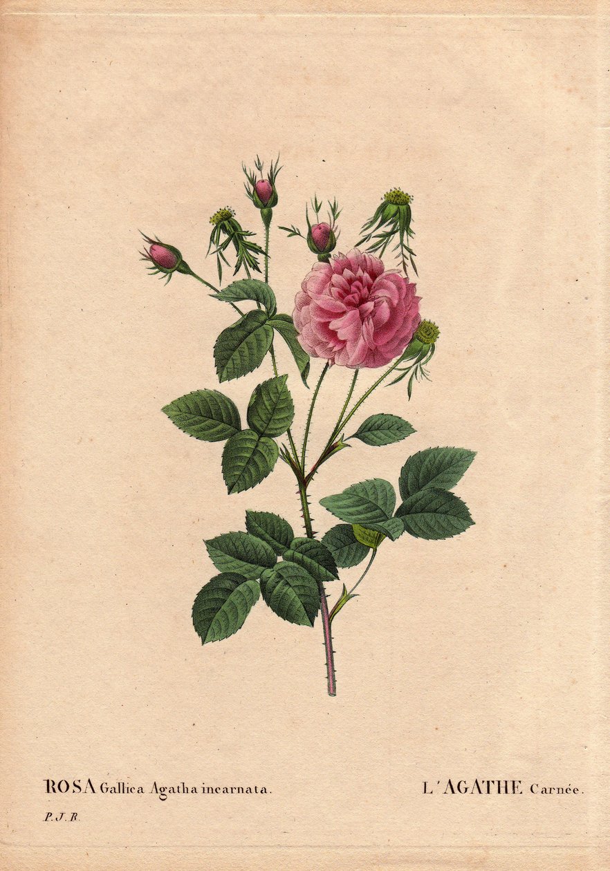 ボタニカルボード、花、バラの品種。アガテカルネ（Rosa gallica agatha incarnata）。原産地不明、ローズ・ガリカ・ダマスクの交配種。ピエール・ジョセフ・ルドゥーテ（1759〜1840）の「Les Roses」第2巻に掲載。 作： ピエール・ジョゼフ・ルドゥーテ