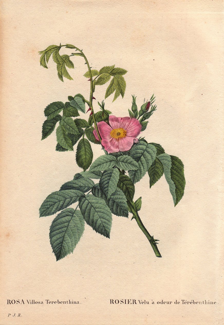 ボタニカルボード、花、バラの品種。ヘアリーローズはテレベンシン(Rosa Villosa Terebenthina)の香りがします。ピエール・ジョセフ・ルドゥーテ（1759-1840）の「Les Roses」第2巻では 作： ピエール・ジョゼフ・ルドゥーテ