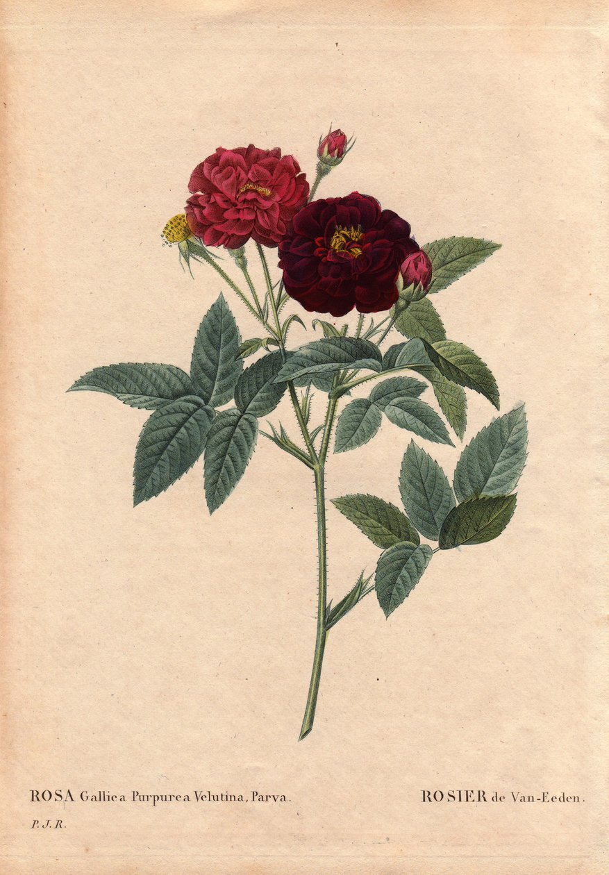 ボタニカルボード、花、バラの品種。Van Eeden Rose (Rosa Gallica Purpurea Velutina Parva)。1810年以前にVan Eedenによってオランダで栽培された。Pierre Joseph Redoute (1759-1840)の "Les Roses "第2巻に掲載。 作： ピエール・ジョゼフ・ルドゥーテ