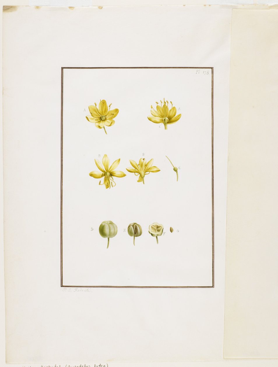 植物の解剖：黄色のアスフォデル（Asphodelus lutea）、c.1778-90（紙と紙とグラファイト） 作： ピエール・ジョゼフ・ルドゥーテ