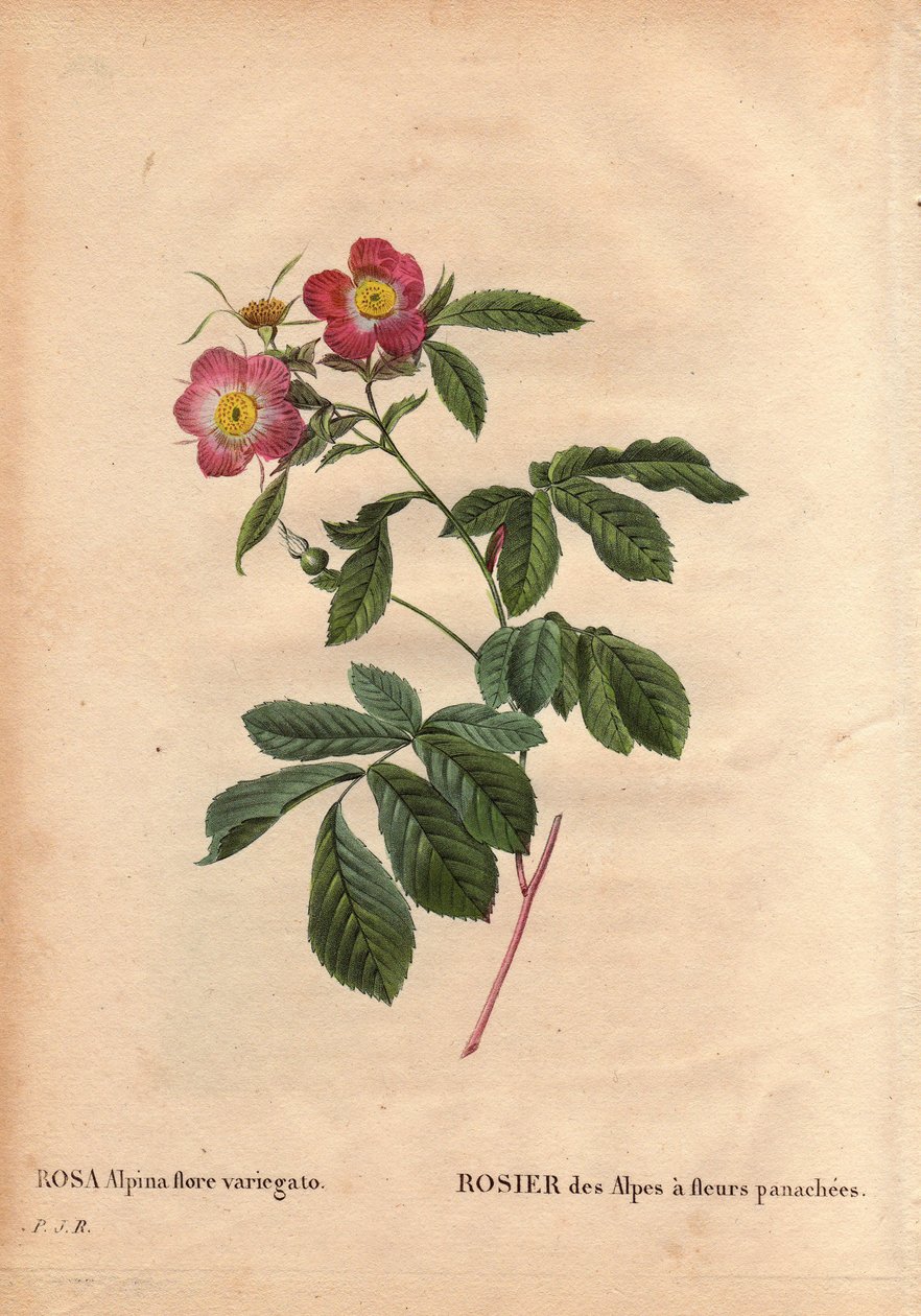 ボタニカルプレート、花、バラのヴァリエーション。バリエーション豊かな花を咲かせるアルプスのバラ（Rosa alpina flora variegato）。フランスでは1813年頃、de Poilpreに紹介された。ピエール・ジョセフ・ルドゥーテ（1759-1840）の「Les Roses」第2巻に掲載。 作： ピエール・ジョゼフ・ルドゥーテ
