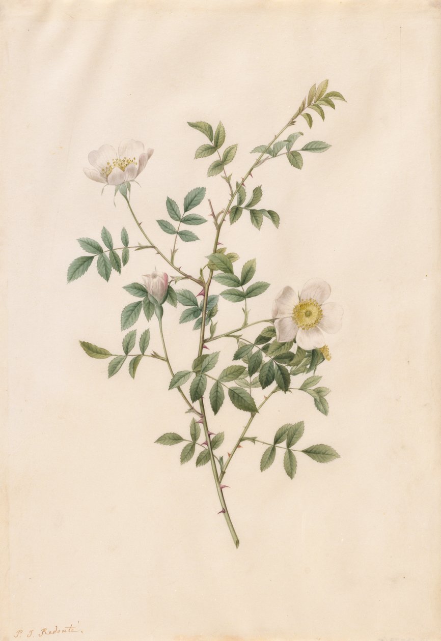 ブライアー ブッシュ ローズまたはドッグ ローズ (Rosa Sepium Rosea) 作： ピエール・ジョゼフ・ルドゥーテ