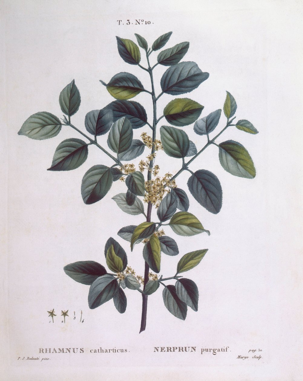 バックソーン（Rhamnus catharticus）、Henry Louis Duhamel du Monceau、Pierre Joseph Redoutéによる植物画プレート 作： ピエール・ジョゼフ・ルドゥーテ
