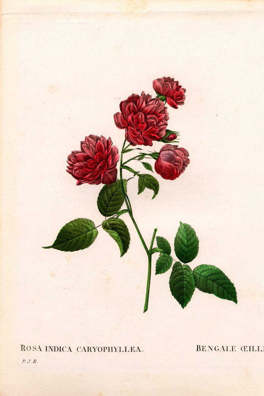 カーネーション チャイナローズ（Rosa chinensis） ベンガルカーネーション（The Bengal Carnation） カーネーション。ピエール・ジョセフ・ルドゥーテの『Les Roses』（パリ）に掲載された手彩色のスティプル銅版画 作： ピエール・ジョゼフ・ルドゥーテ
