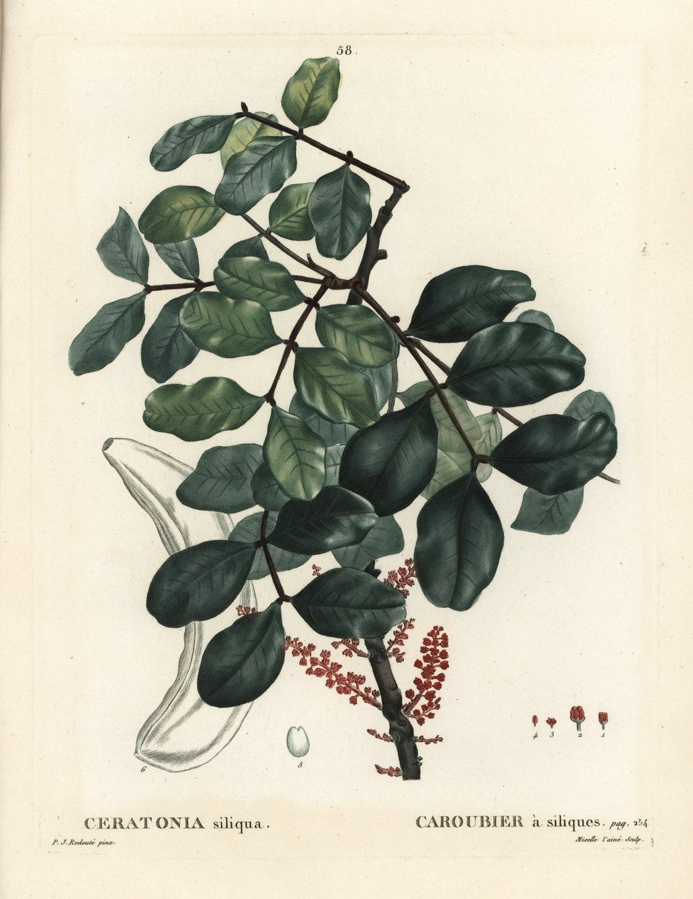 キャロブの木またはイナゴ豆、Ceratonia siliqua。パリのHenri Louis Duhamel du Moncelの『Treat des Arbres et Shrustes』に掲載されたPierre-Joseph Redouteの挿絵をもとにMixelle l