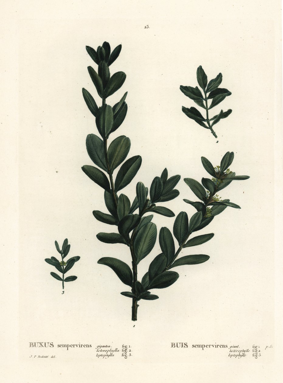 ツゲはBuxus sempervirens (gigantea, heterophylla and leptophylla)と呼ばれます。パリのHenri Louis Duhamel du Monceauの『Treat des Arbres et Shrustes』に掲載されたPierre-Joseph Redouteのイラストをもとにした手彩色のスティップル・エングレーヴィング。 作： ピエール・ジョゼフ・ルドゥーテ
