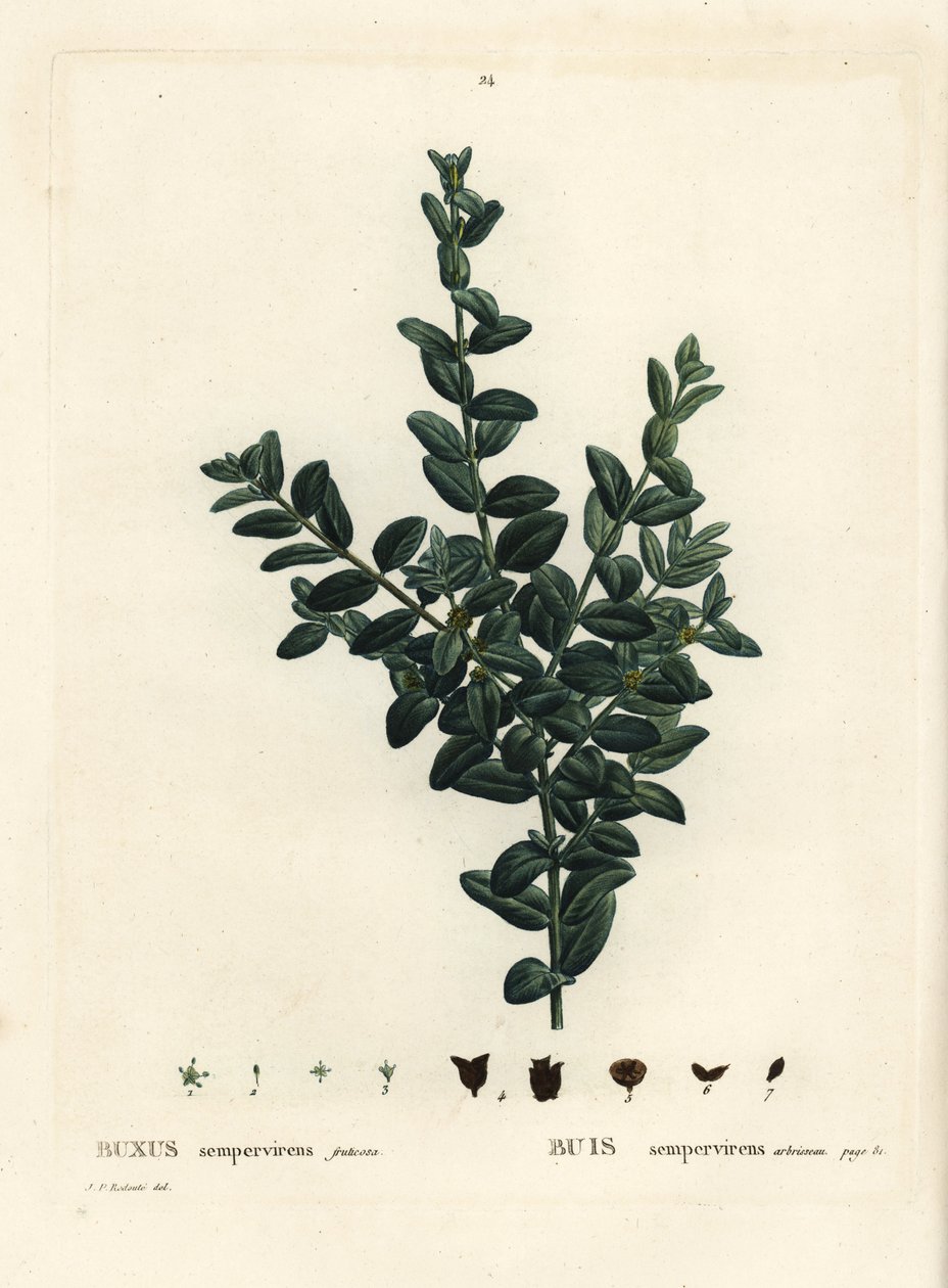 ツゲ（Buxus sempervirens fruticosa）は、一般的な箱、ヨーロッパの箱、またはツゲ。パリのHenri Louis Duhamel du Monceauの『Treat des Arbres et Shrustes』に掲載されたPierre-Joseph Redouteのイラストをもとにした手彩色のスティプル・エングレーヴィング。 作： ピエール・ジョゼフ・ルドゥーテ