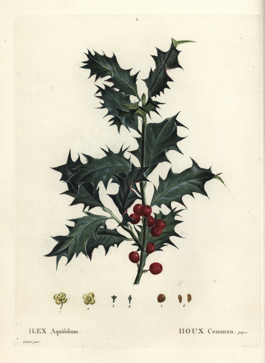 セイヨウヒイラギ（Ilex aquifolium）。パリのHenri Louis Duhamel du Monceauの『Treat des Arbres et Shrustes』に掲載されたPierre-Joseph Redouteのイラストをもとにした手彩色のスティップル・エングレーヴィング。 作： ピエール・ジョゼフ・ルドゥーテ