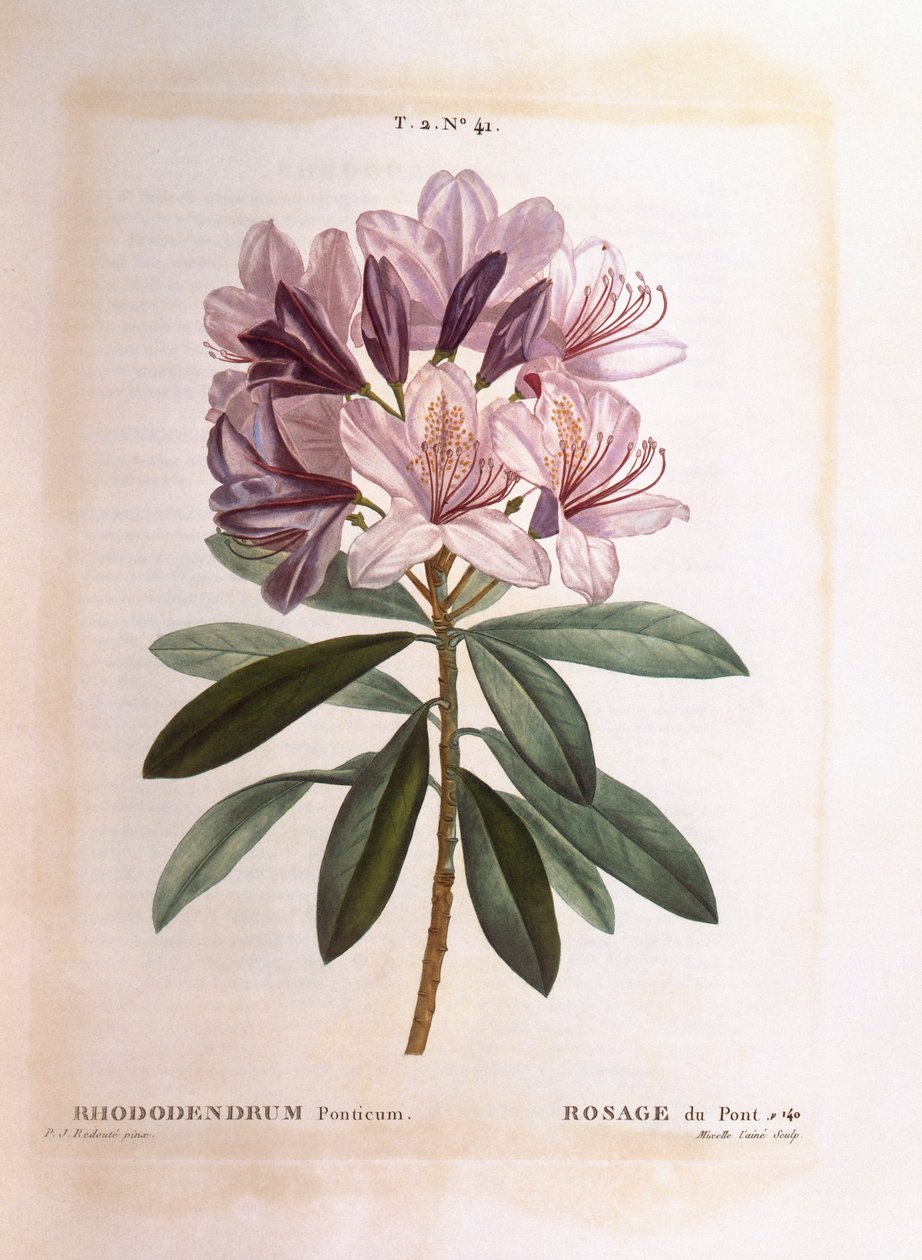 一般的なシャクナゲ（Rhododendron ponticum）、Henry Louis Duhamel du Monceau、Pierre Joseph Redoutéによる植物図版 作： ピエール・ジョゼフ・ルドゥーテ